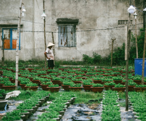 Hoa Tết vào vụ