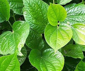 Cách chữa bệnh đổ mồ hôi chân tay bằng lá lốt cực hiệu quả