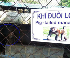 Cận cảnh thú nuôi bị coi là 'ngược đãi' tại vườn thú Công viên nước Củ Chi