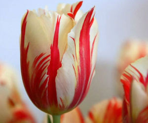 Chiêm ngưỡng loài hoa tulip thuần chủng có nguồn gốc từ thế kỷ 17 giá cực đắt đỏ