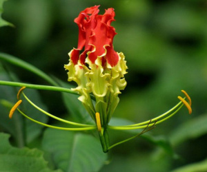 Giật mình với màu sắc hoa Lily lửa cũng như giá của nó