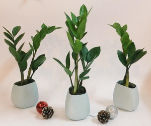 3 tháng cuối năm tiền tới ngập mặt chỉ cần bạn đặt loại cây này trong nhà