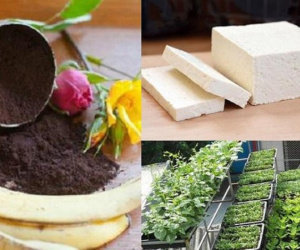 Chỉ cần vùi 1 bìa đậu xuống gốc cây, qua một đêm sâu chết hết, hoa nở rộ