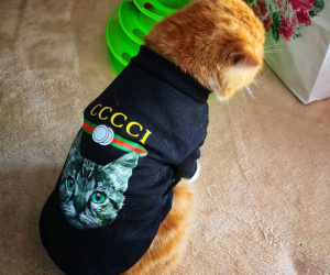 Bà mẹ 'sòng phẳng' của năm: Lấy áo Gucci 7 triệu của con lót ổ mèo, xong đền 100k bảo ra chợ mua mới