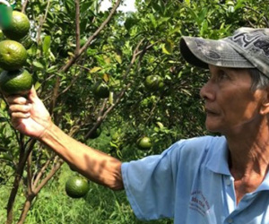 Giá cam sành liên tiếp sụt giảm, người trồng lỗ nặng