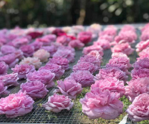 Trà hoa hồng nguyên bông 10 triệu/kg, bà chủ bỏ 2 tỷ không dám uống nhiều