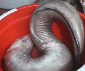 Nhóm thợ săn bắt được cá chình 'khủng' nặng 17kg, bán hơn 10 triệu đồng