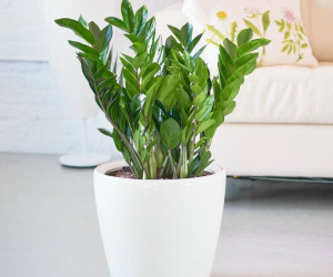 Cách trồng cây kim tiền chính xác để tiền tài ùn ùn kéo đến