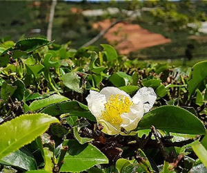 Nông dân Lâm Đồng chặt bỏ chè