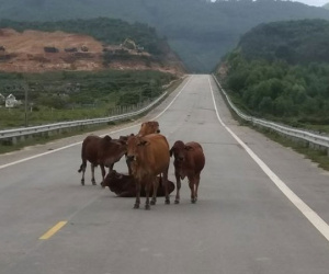 Đường 52 tỷ không bóng người, bò nhởn nhơ đứng, nằm tạo dáng