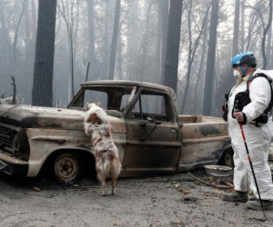 Ảnh: Chó nghiệp vụ Mỹ lùng sục tìm kiếm tử thi vụ cháy rừng California