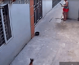 Đỉnh cao sân si: Người phụ nữ đứng chờ đầu ngõ rồi tung gậy hạ knock out một chú chó