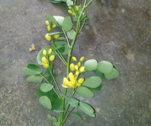 Hà Tĩnh: Uống thuốc lá cây trong vườn, vợ tử vong, chồng nguy kịch