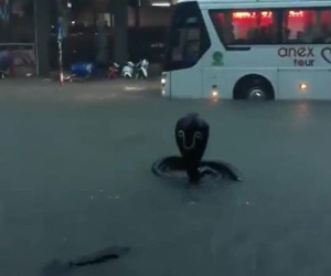 Hình ảnh 'rắn hổ mang' xuất hiện trên đường phố Nha Trang khiến nhiều người kinh hãi