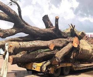 Xử phạt 12,5 triệu xe đầu kéo chở cây 'siêu khủng'