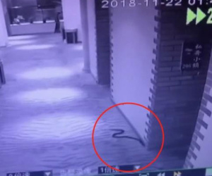 Dùng rắn độc đe dọa cưỡng hiếp một cô gái, người đàn ông phải trả giá bằng tính mạng do chính hành động của mình