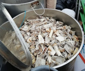 Nam Phi: 6 người Việt tham gia giết 40 con sư tử trong 2 ngày