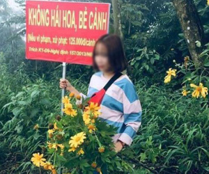 Thiếu nữ cầm bó hoa dã quỳ tạo dáng bên tấm biển 'Không hái hoa, bẻ cành' khiến dân mạng phẫn nộ
