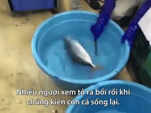 Video: Cá ướp lạnh đông cứng hồi sinh sau hai giây thả vào chậu nước