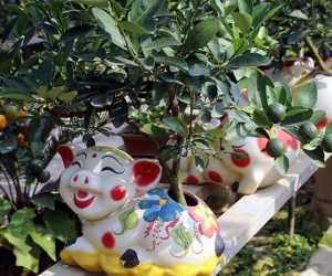 Heo vàng 5 triệu cõng quất bonsai chào tết Kỷ Hợi 2019