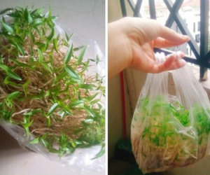 Khoe 'bonsai giá đỗ' sau một ngày để quên, dân mạng chỉ ra điều kì lạ đáng sợ