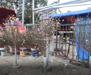 Video Đào Nhật Tân xuống phố đón Tết sớm 2 tháng
