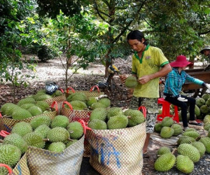 Bưởi, sầu riêng 'khóc' vì thương lái Trung Quốc hạn chế mua