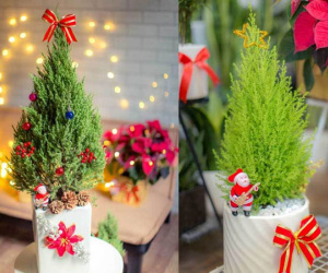Mốt chơi 'cây thông' lạ mùa Noel năm nay, chủ shop thu 50 triệu/ngày