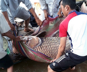 Vĩnh Long: Bắt được cá hô khổng lồ nặng 125 ký, bán hơn 300 triệu đồng