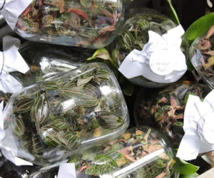 Cỏ lạ được Trung Quốc mua với giá chục triệu/kg, người dân đổ xô vào rừng tìm kiếm