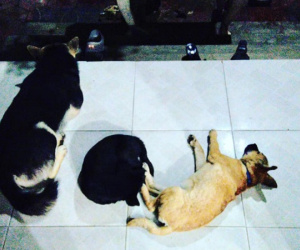 Dở khóc dở cười với mẩu giấy vợ dặn khi đi làm tóc, chồng trẻ xót xa khi địa vị không bằng con chó