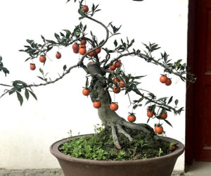Hồng đá bonsai giá 1 tỷ đồng: Đại gia bí ẩn xuống tiền chơi Tết