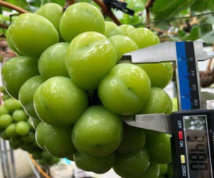 Trái cây cao cấp ngoại ồ ạt về Việt Nam