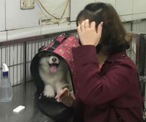 Hà Nội: Đưa chó cưng đi khám, cô gái bị tàu hất văng sang một bên, may mắn thoát chết