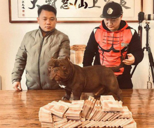 Cặp chó cưng có giá 1,6 tỷ đồng của người đàn ông ở TPHCM, ăn cả 100kg thịt 1 tháng