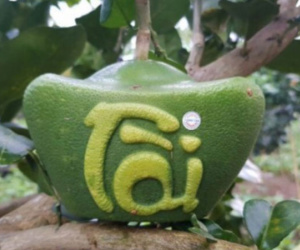 Bưởi thỏi vàng, hồ lô chưa Tết đã 'cháy' hàng