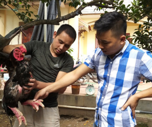 Video: : Đại gia đua nhau đặt hàng gà 'chân voi' nghìn đô ăn Tết