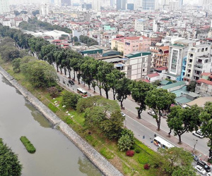 500 cây xà cừ hàng chục năm tuổi trước ngày chặt hạ