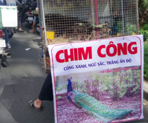 Chim công 50 triệu đồng bán dạo ở Sài Gòn