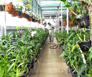 Video: Vườn lan 500 m2 trồng trên sân thượng ở Sài Gòn