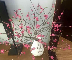 Chưa Tết hoa đào đã cháy hàng vì khách muốn chơi sớm