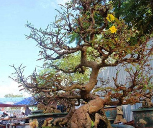 Mai cổ thụ chơi Tết được đặt thuê sớm
