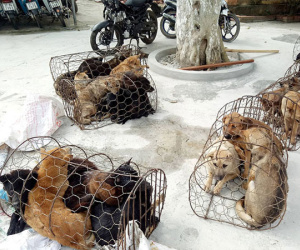 ‘Nữ quái’ cầm đầu đường dây câu trộm chó bằng ô tô