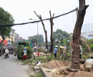 Hà Nội chi hơn 7 triệu đồng chặt mỗi cây xanh trên đường Láng dài 4 km