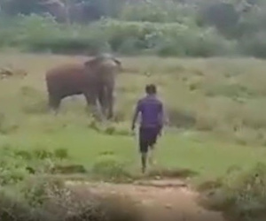 Cố thôi miên voi hoang dã, người đàn ông bị quật chết