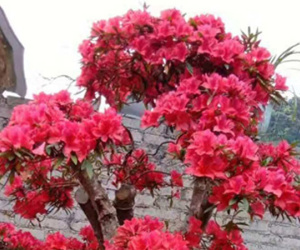 Hơn 800 trăm triệu một cây đỗ quyên cổ thụ