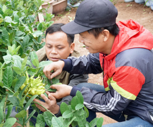Làng phật thủ lớn nhất Hà Nội sẵn sàng xuất hàng đón Tết
