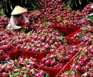 Trung Quốc siết chặt, cấm cửa: Lời cảnh báo gửi tới Việt Nam