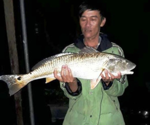 Cá lạ nghi sủ vàng nặng 5 kg dính lưới ngư dân