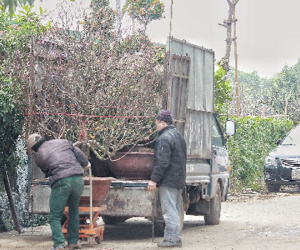 Thu nhập 'khủng' từ dịch vụ vận chuyển cây cảnh ngày Tết